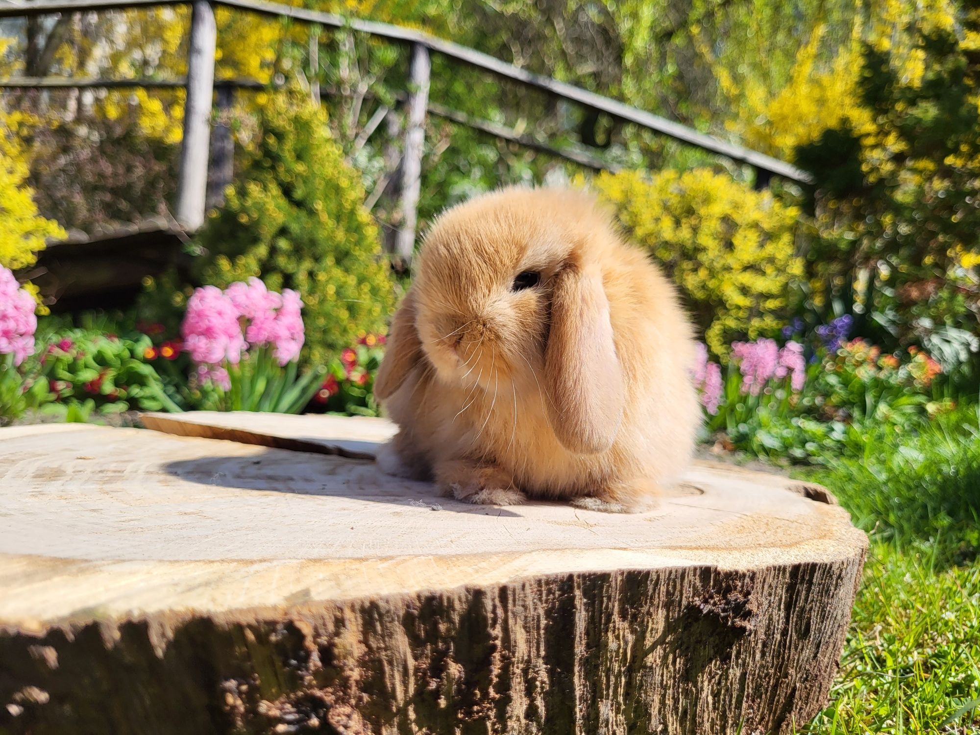 Króliczki Mini Lop. Piękne maluszki.