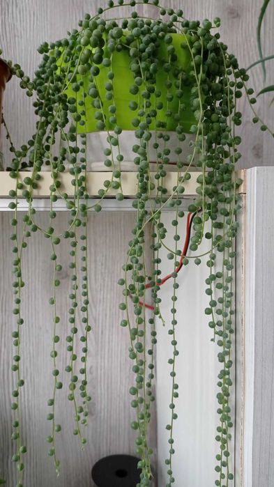 Хрестовник роулі (Senecio rowleyanus)