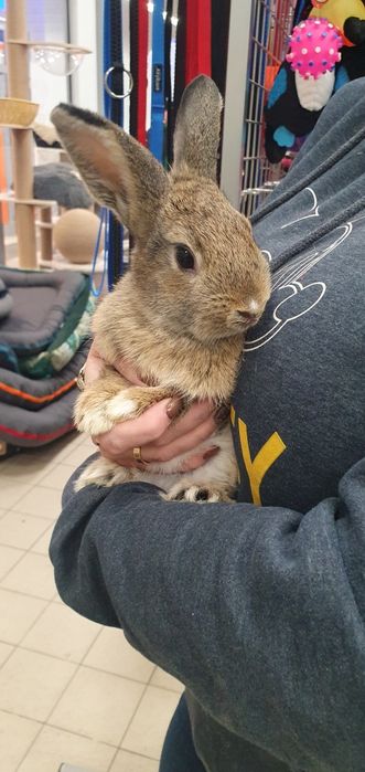 Śliczne młode króliki