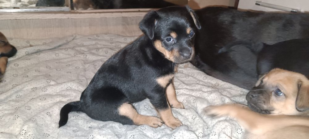 Oddam 1,5 miesięczną suczkę w dobre ręce