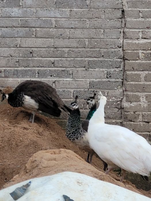 Pawie samica i młode