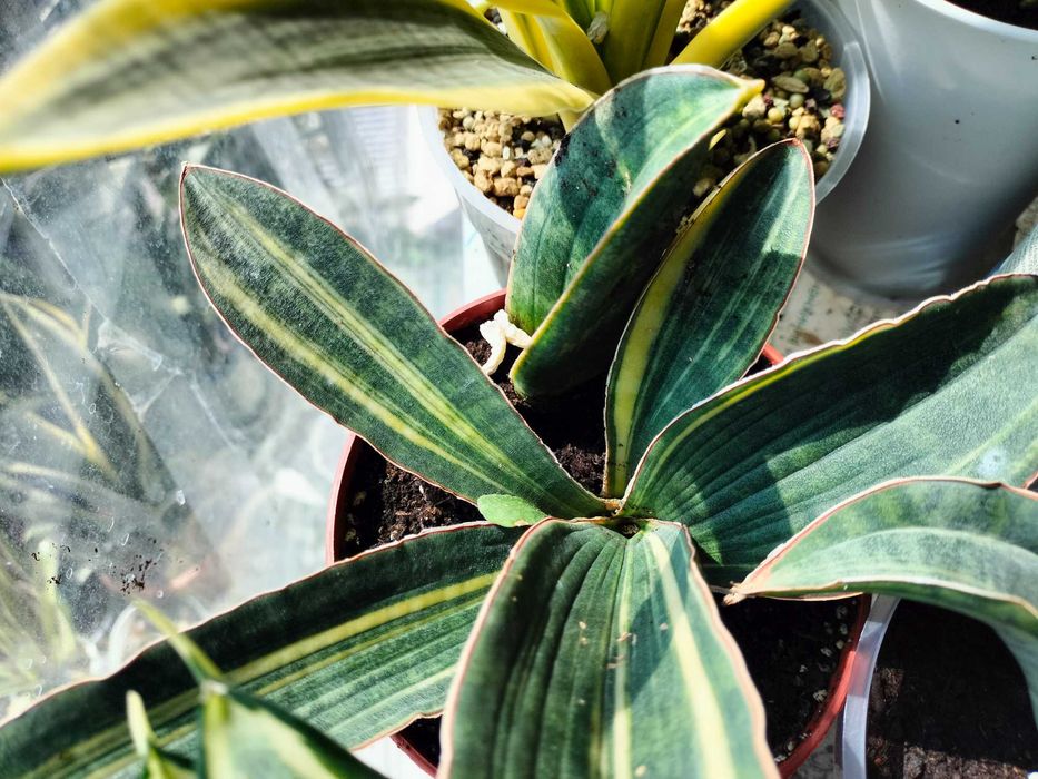 sansevieria hallii baseball bat