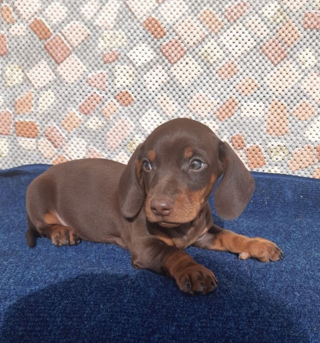 Jamnik czekoladowy szczeniak