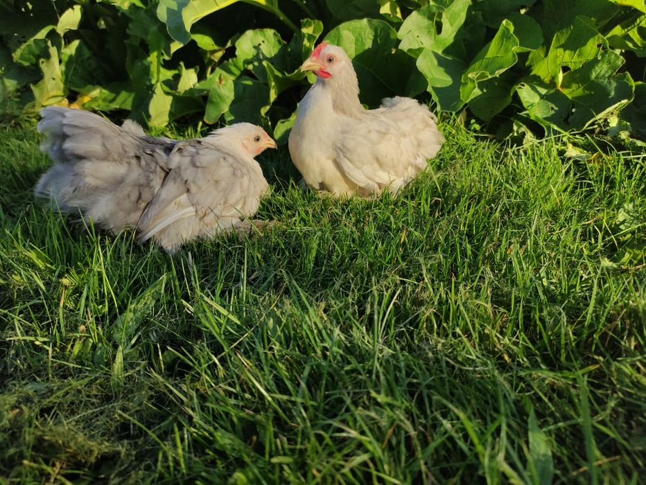 Karzełek kochin bobtail para