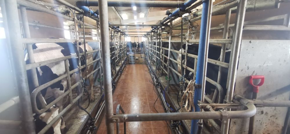 Hala  udojowa 2x5  Tandem Delaval