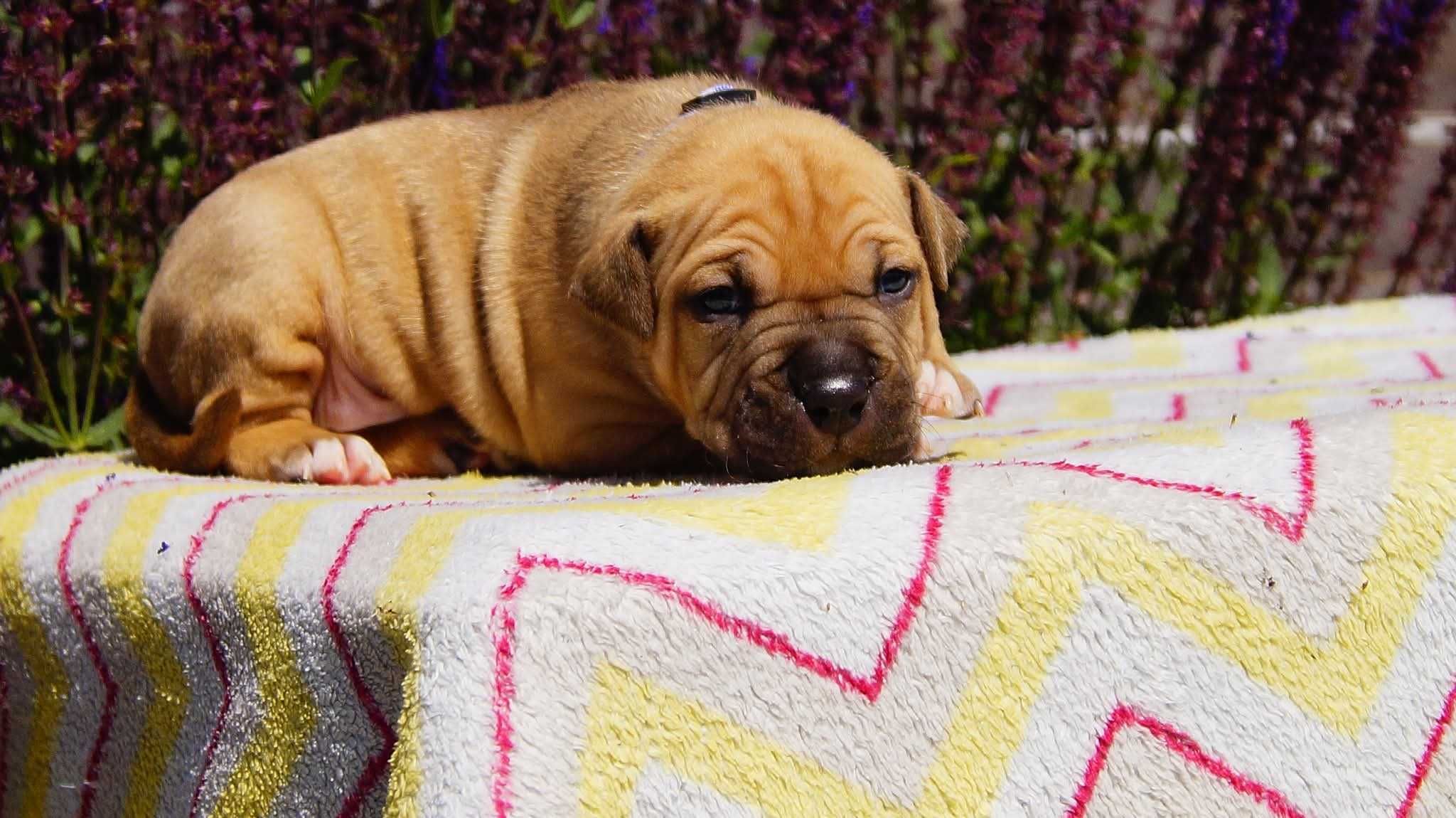 Amstaff szczeniak, samiec , Everest z rodowodem ZKwP FCI