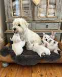 West Highland White Terrier
