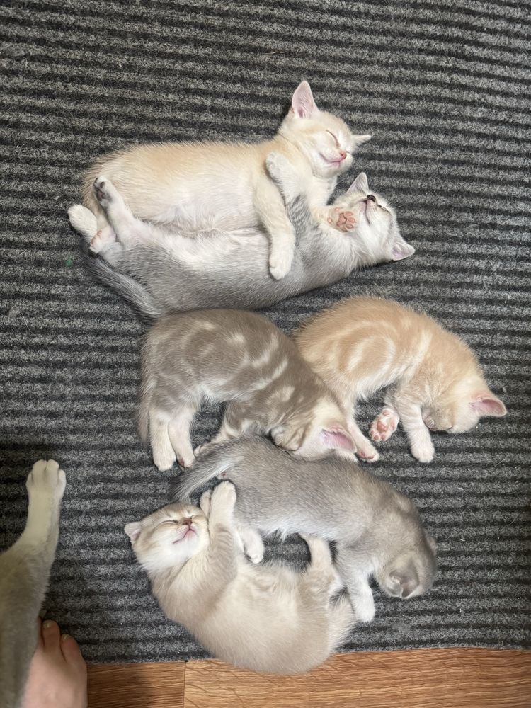 Котики британські короткошерстні