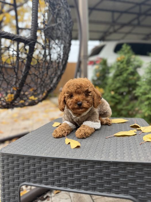 Мальтіпу дівчинки мальтипу