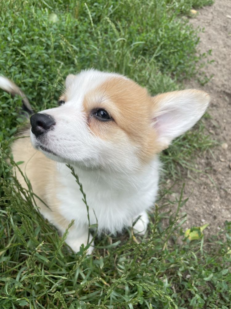 Welsh corgi pembroke