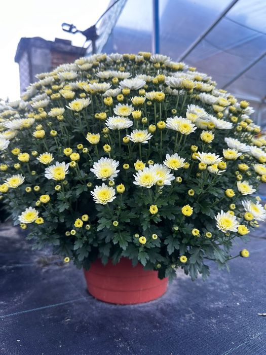 Chryzantemy drobnokwiatowe