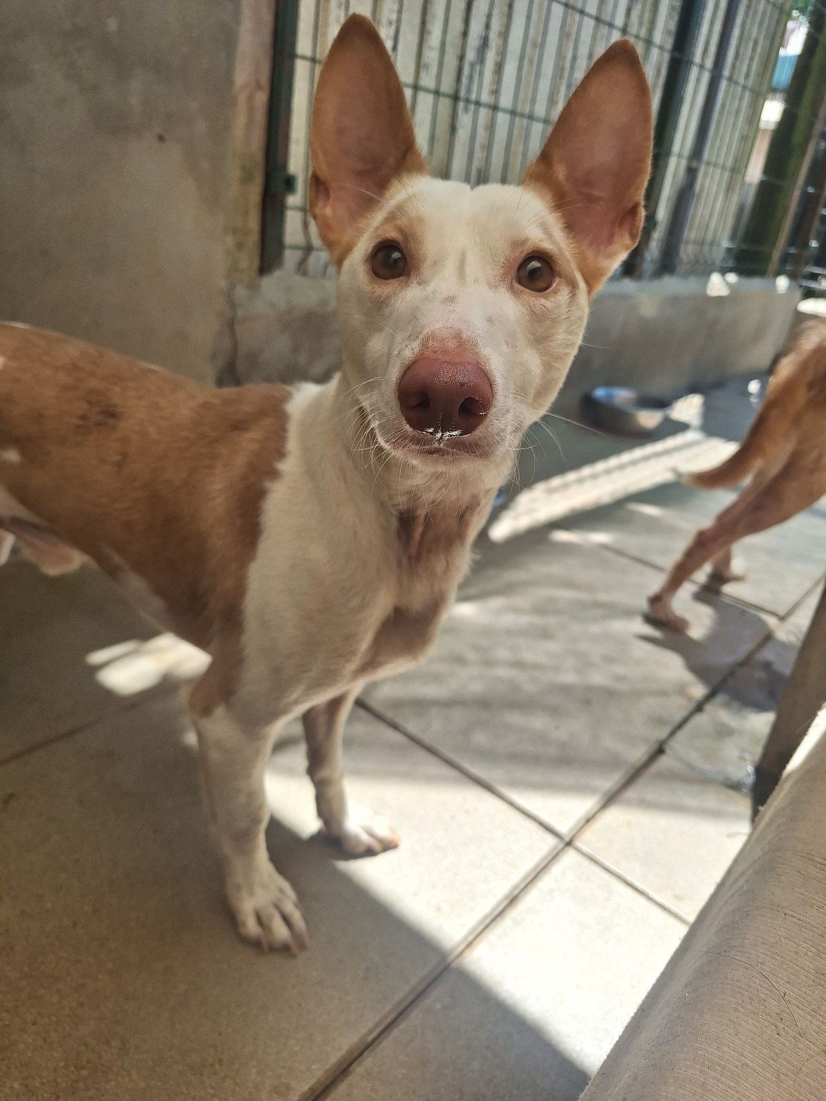 Draco, para adoção