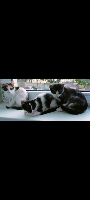 Oddam kocią rodzinę