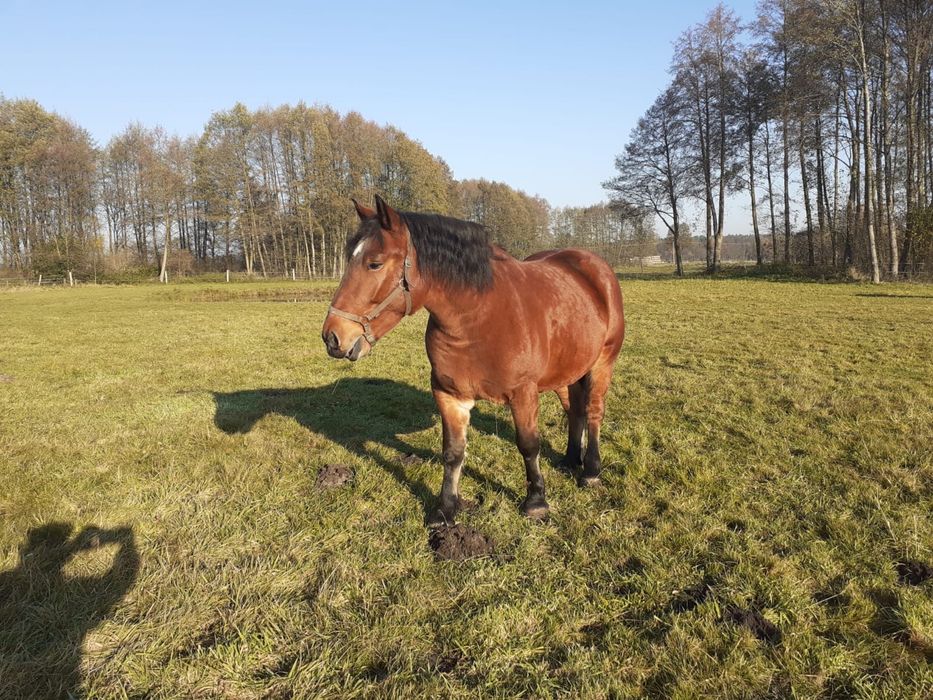 Klacz gniada zimnokrwista PKZ Polski Koń Zimnokrwisty źrebna