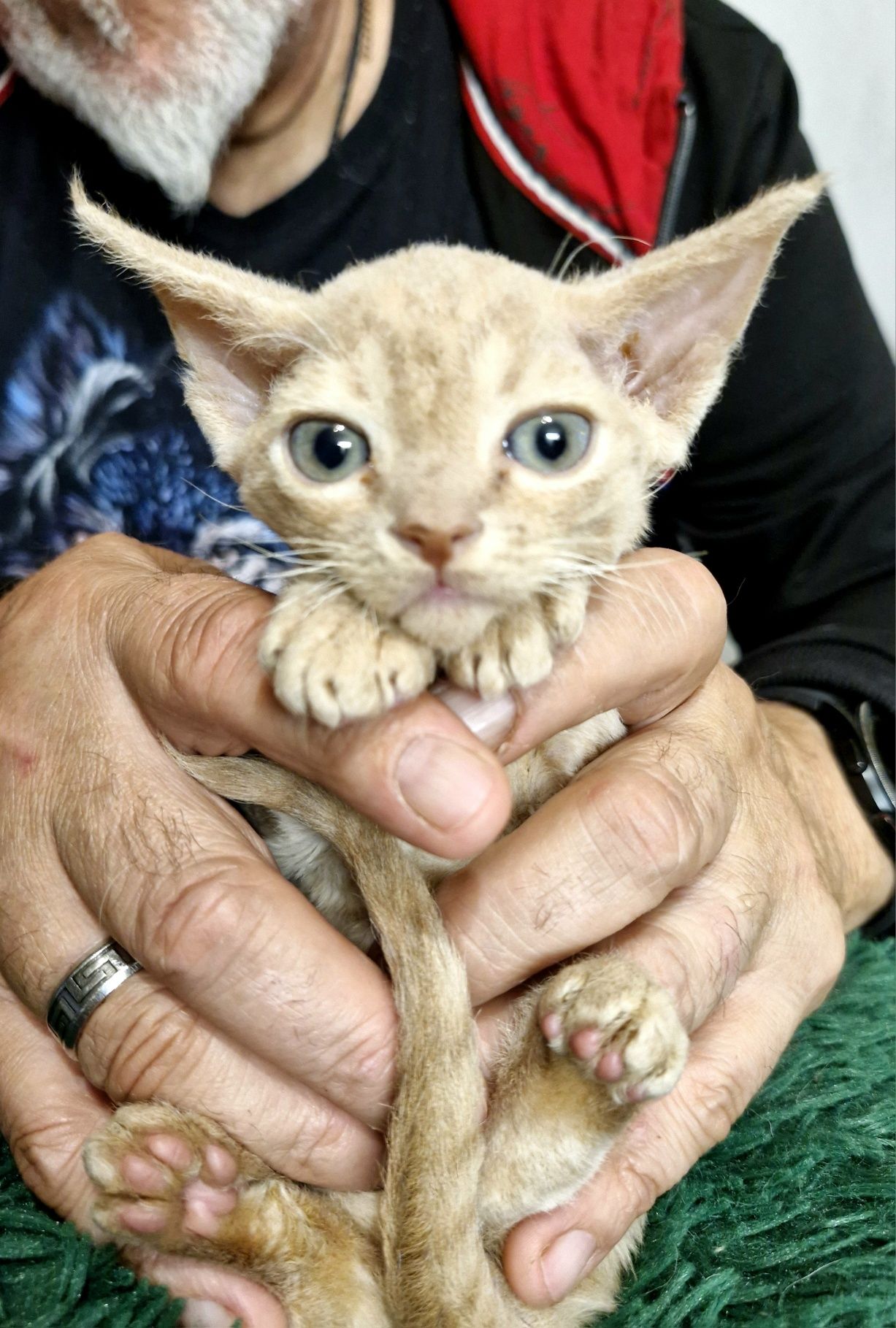 Salvador  karmelowy cudniasty Devon Rex chłopiec