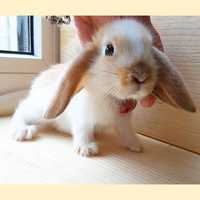 Карликовые супер мини кролики декорат. торчеухие и вислоухие крольчата
