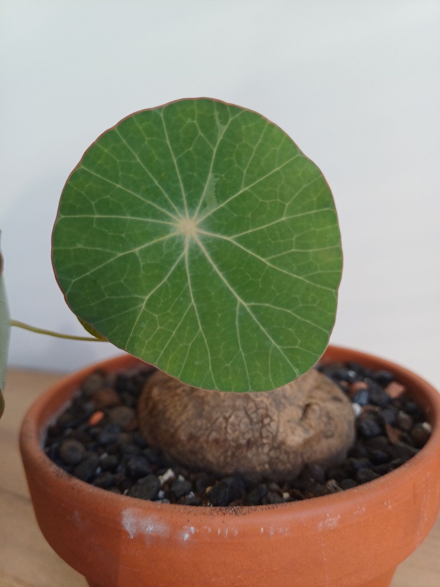Stephania erecta