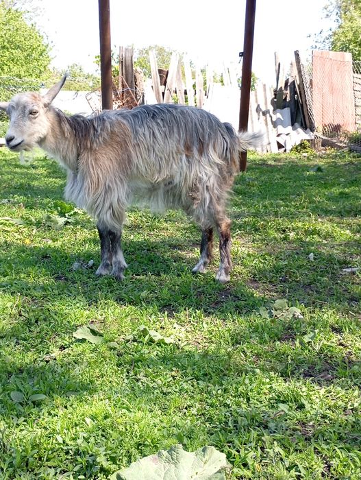 Коза ,по віку більше  року.