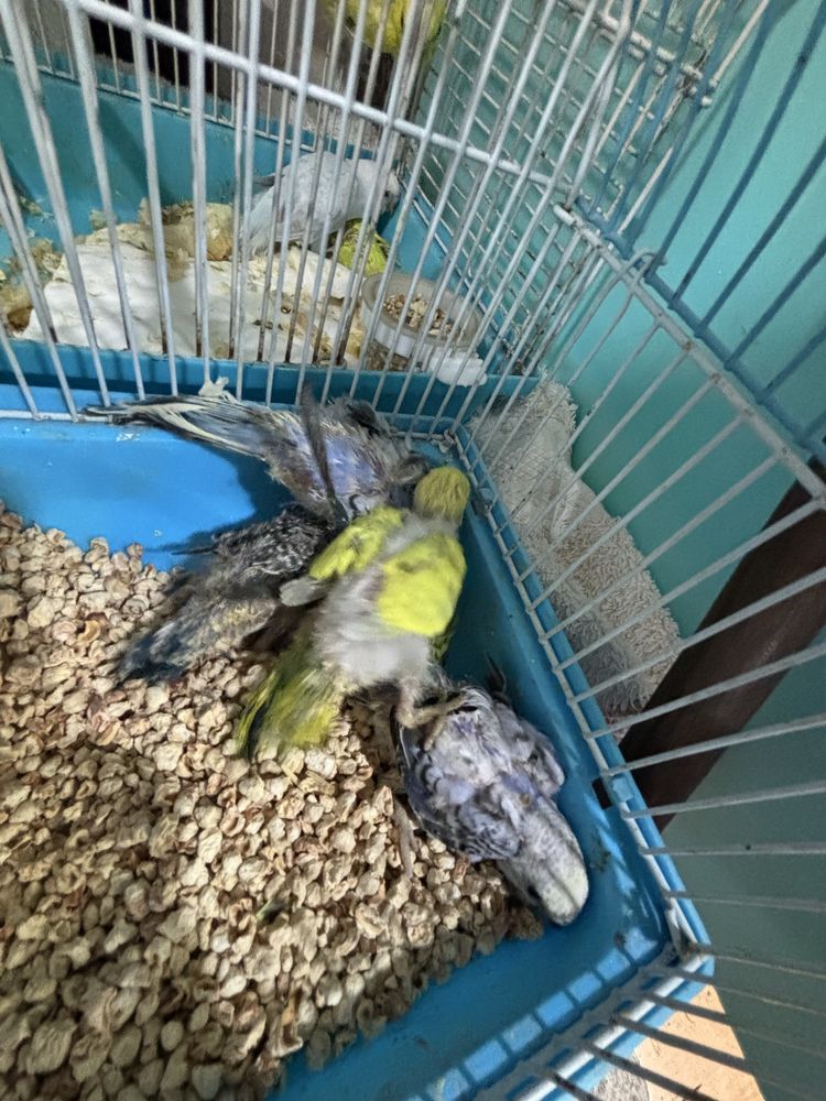 Piriquitos australianos