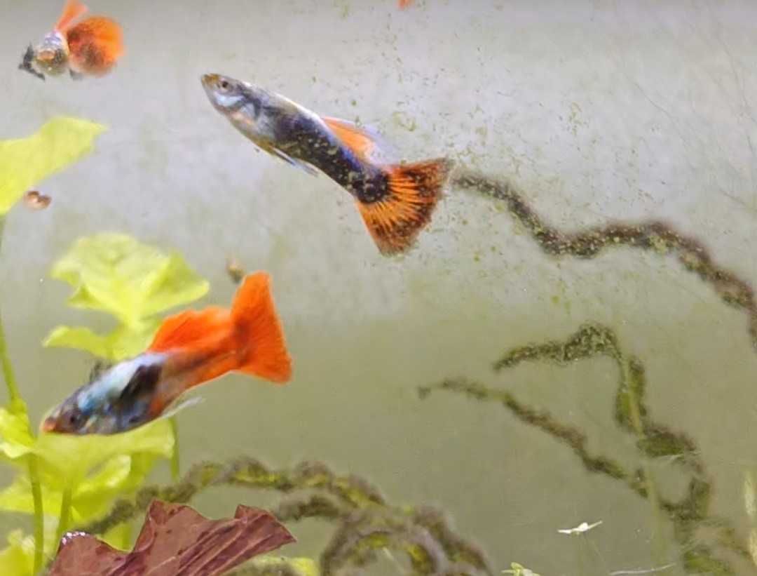 Guppys de linhagem criação própria