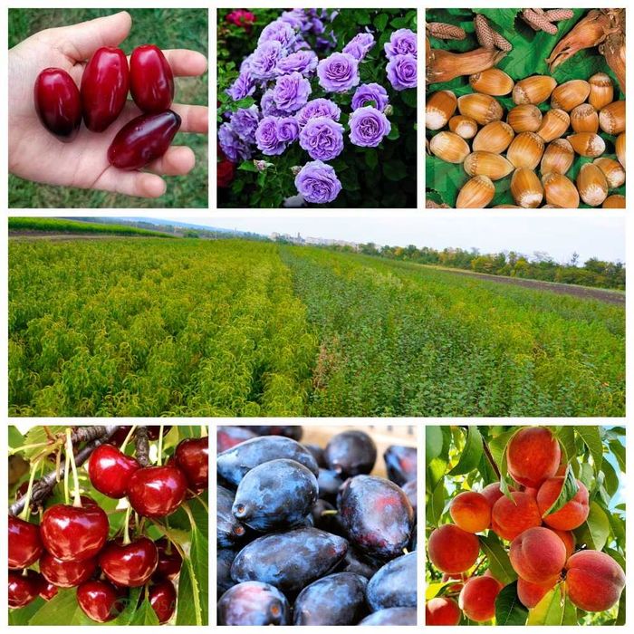 Качественные саженцы: слива, фундук, смородина, агрус, жимолость, ирга