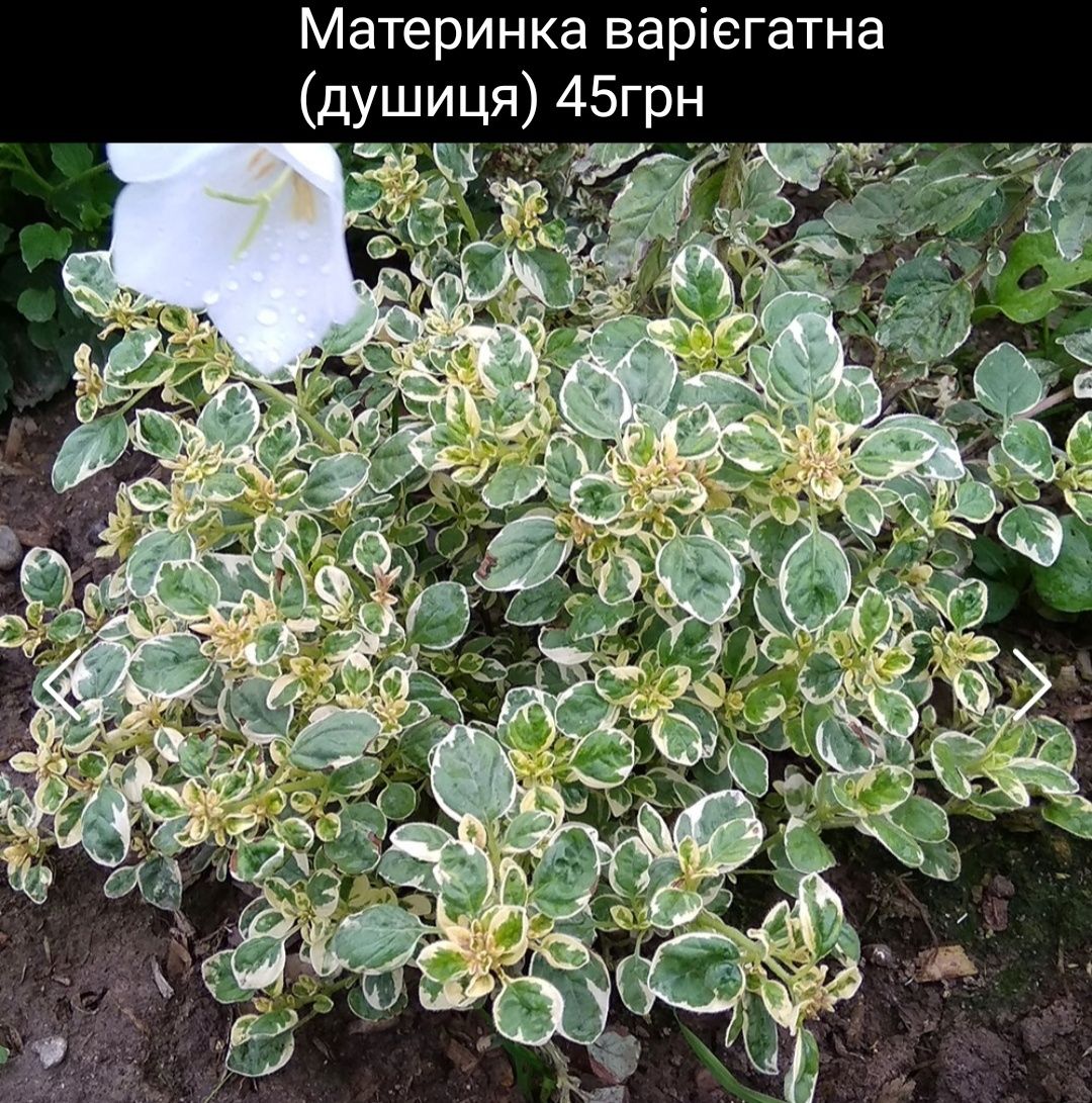 Шавлія варієгатна лікарська біколор, шалфей лекарственный
