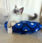 Kocurek blue mitted odbiór pod koniec lipca
