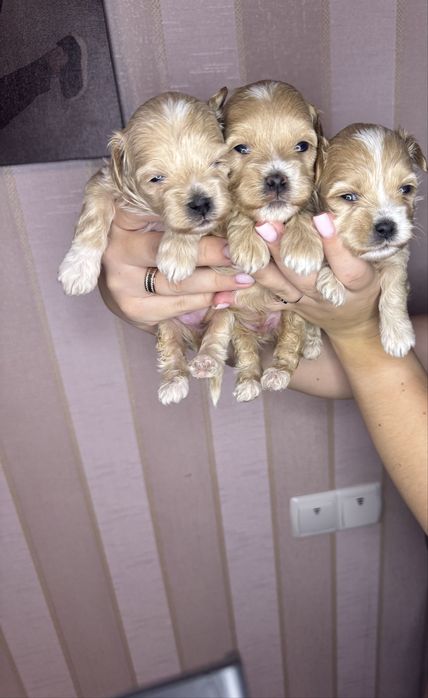 Доступні до бронювання ХЛОПЧИКИ МАЛЬТІПУ Ф-1