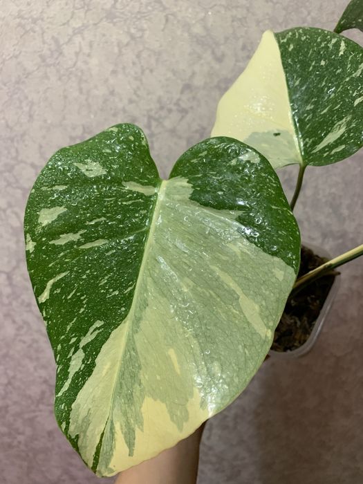 Продам монстеру Тайське сузірʼя