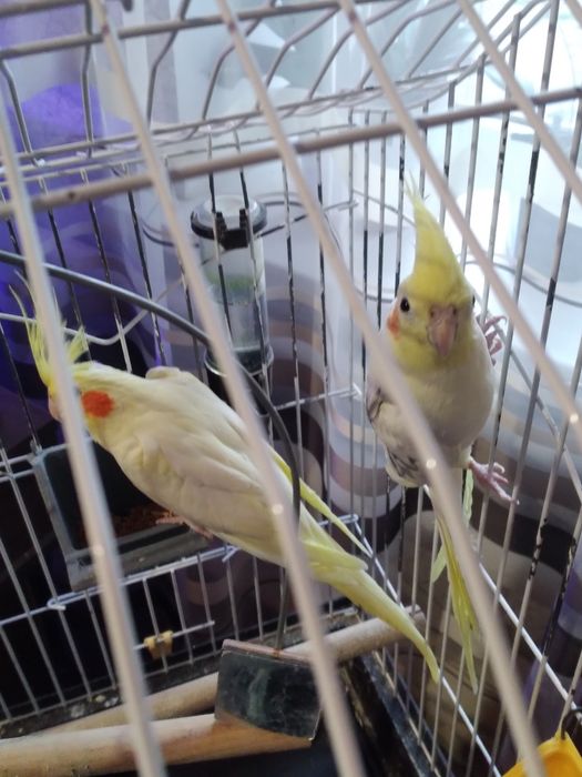 Продам маленьку таку радість