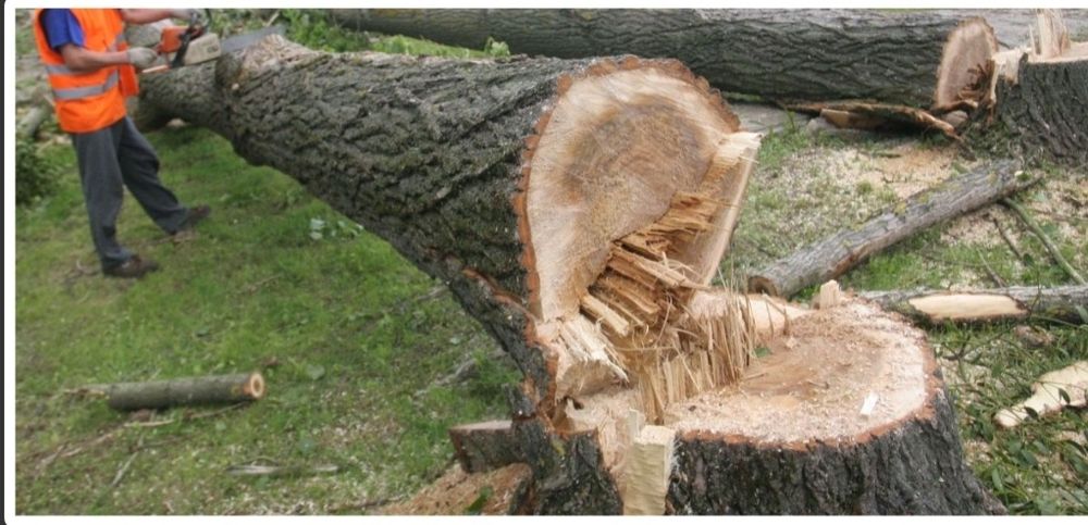 Wycinka drzew trudno dostepnych.