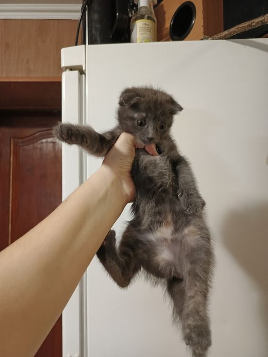 Вислоуха кошечка