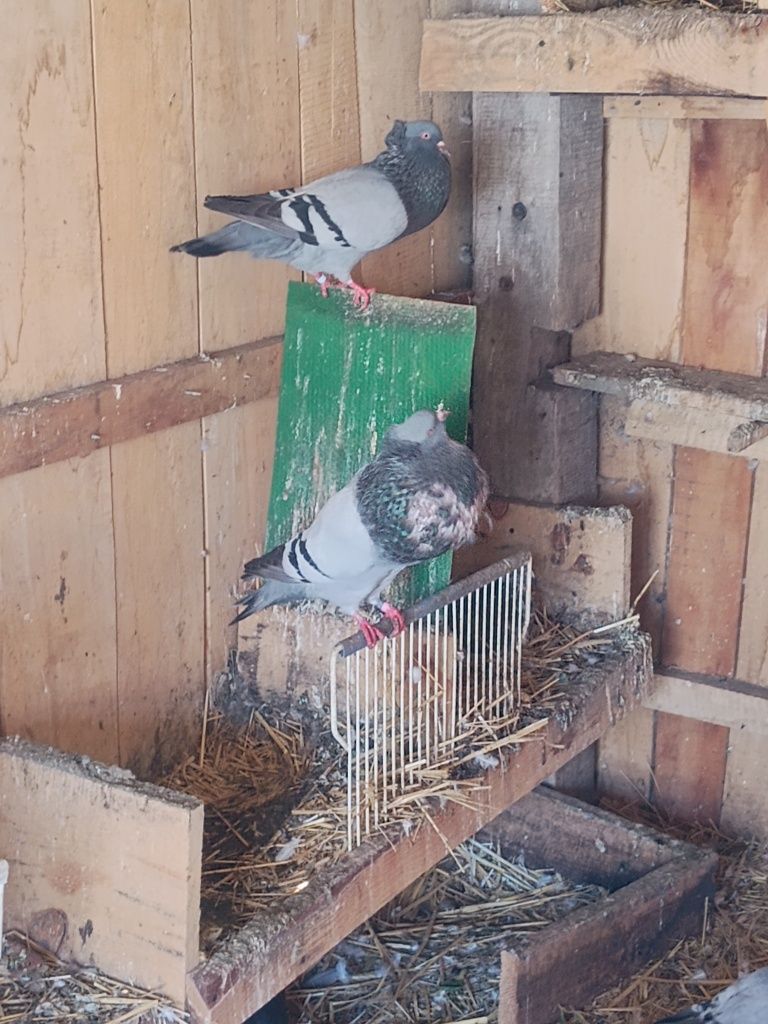 Sprzedam młodego garłacza koroniastego