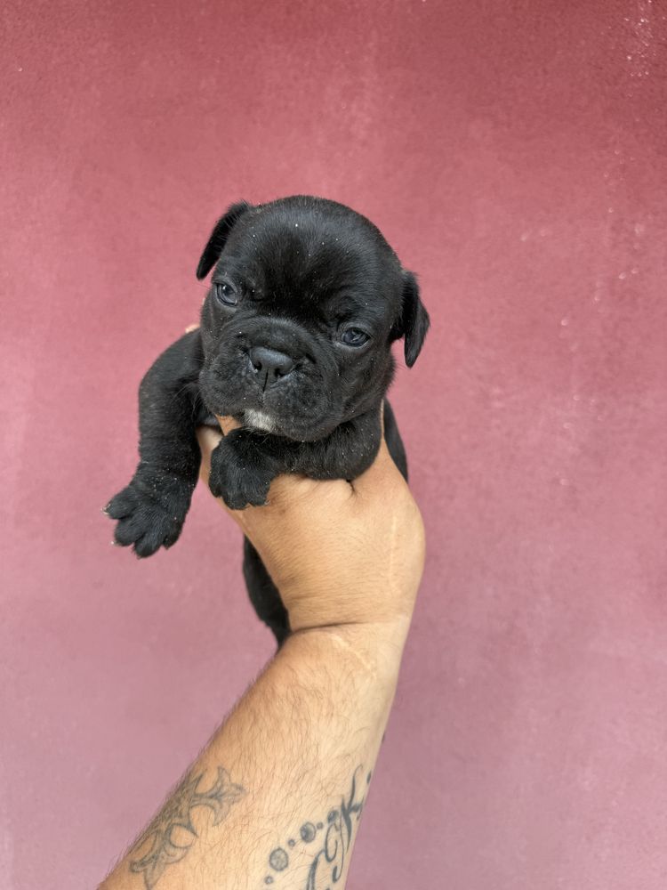 Buldogue Frances Menino