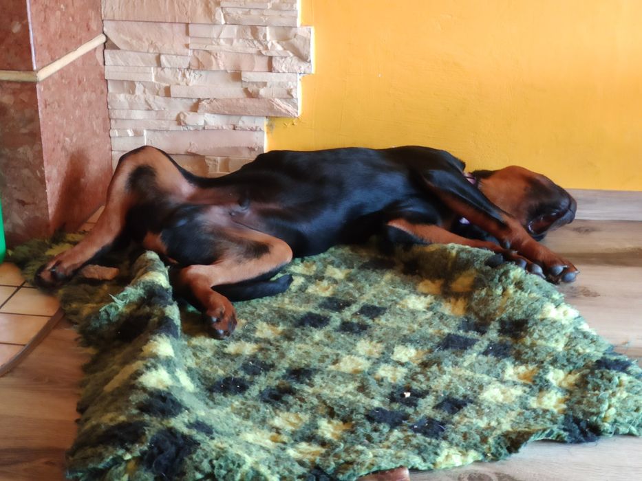 Перетримка собак