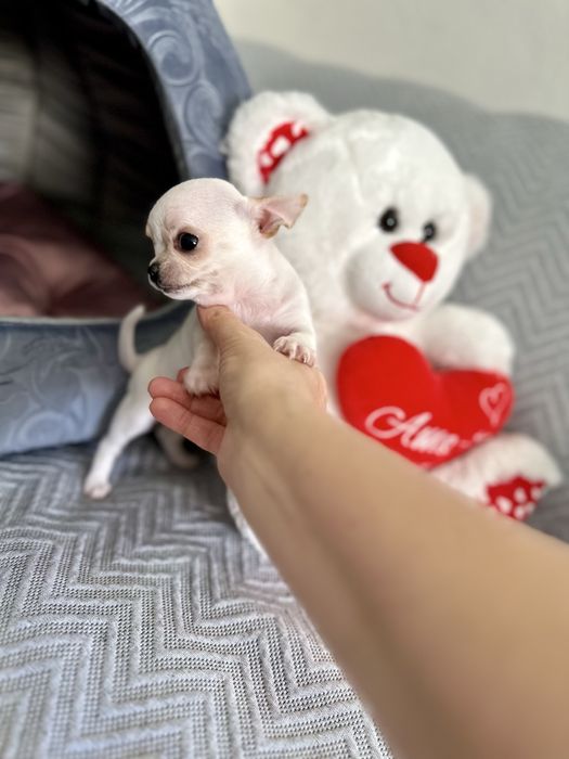 Menina chihuahua super minuatura perfeita