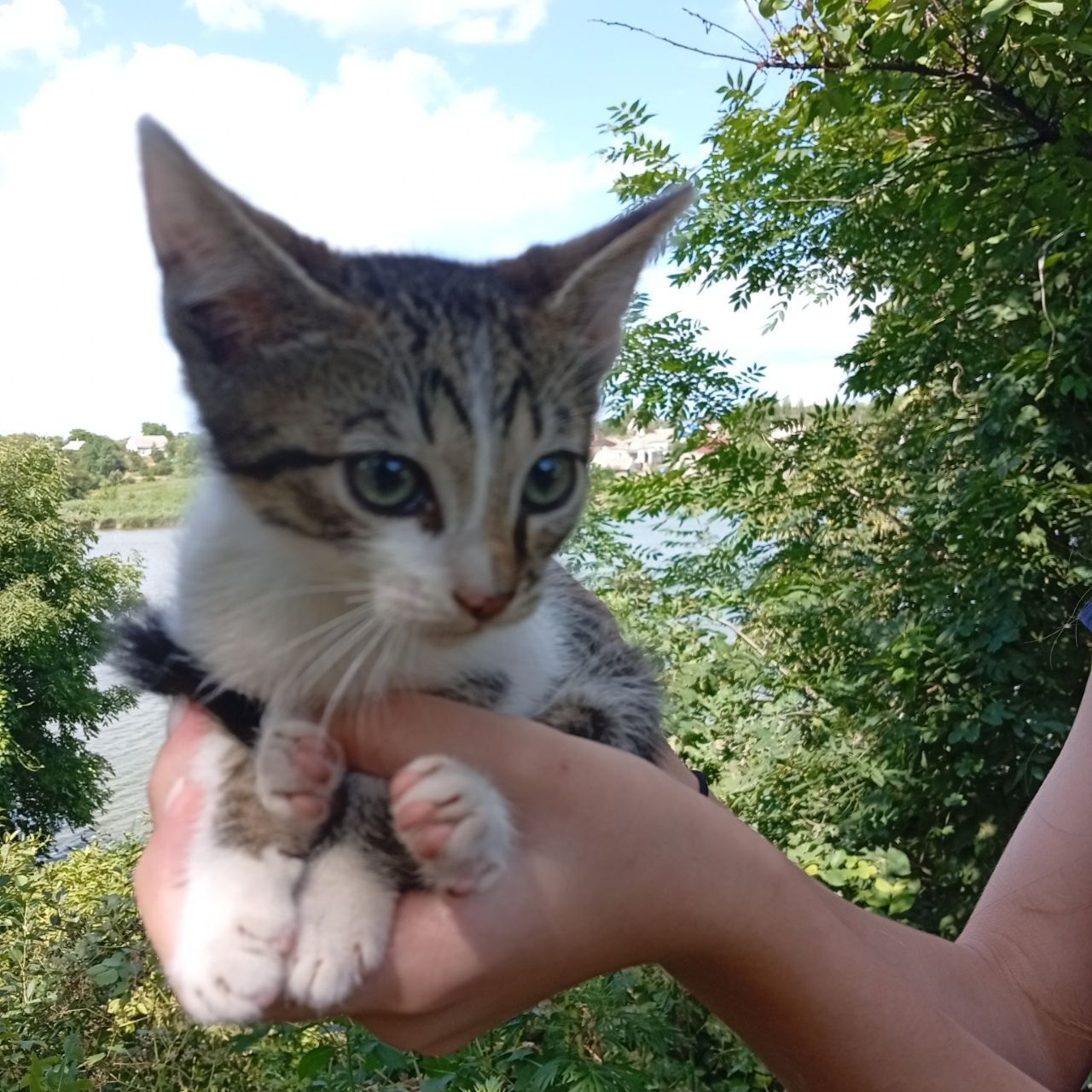 Віддам котиків в добрі руки!