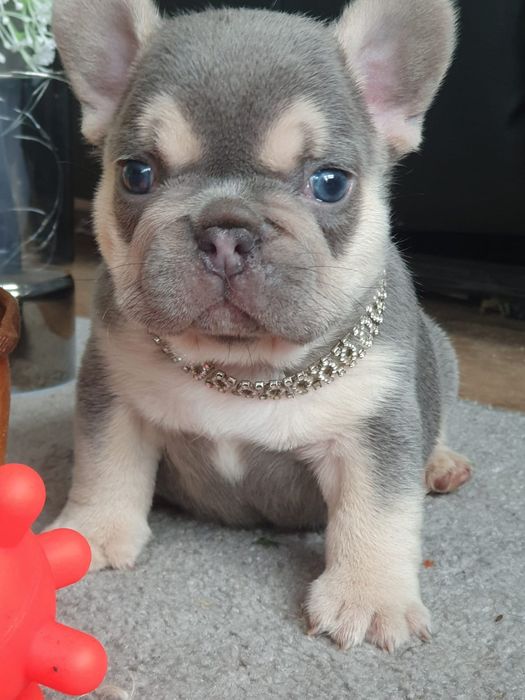 Bulldog francuski/Cudowny sunie  lilak tan