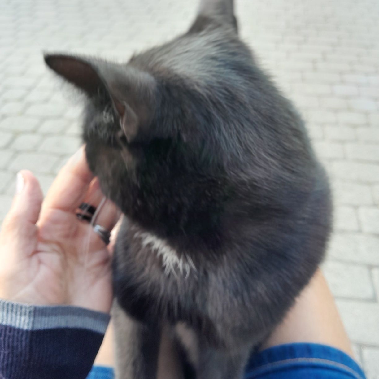 Kotek szuka domku