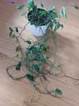 Epipremnum pinnatum CIĘTA SADZONKA