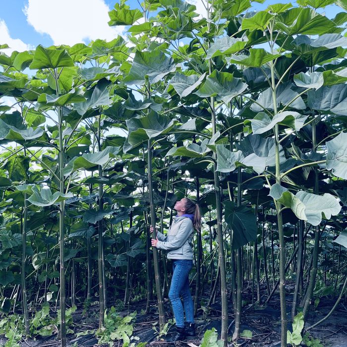 Промислова Павловния, Коріння однорічне 3см, Павловния Безкош.дост