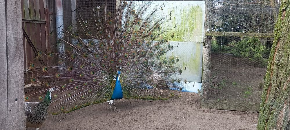 Paw pawie niebieskie bialookie dorosle 1+3