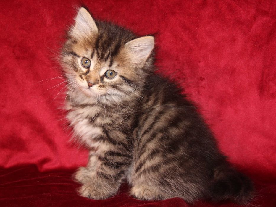 Cleo koteczka syberyjska z rodowodem FPL, legalna hodowla 18 lat