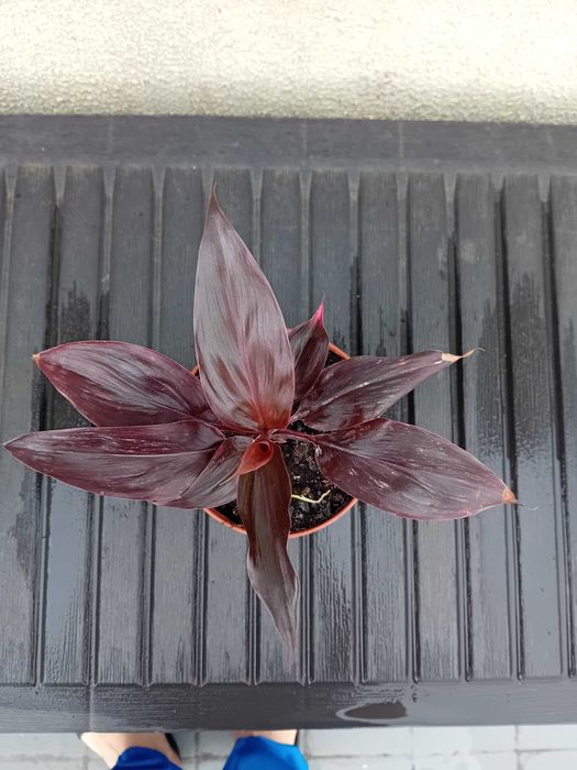 Planta ornamental de interior