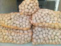 Ziemniaki wielkość sadzeniaka-Jurek