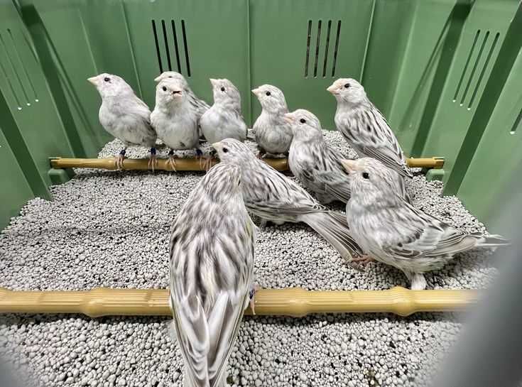 Canários Ágata topázio branco