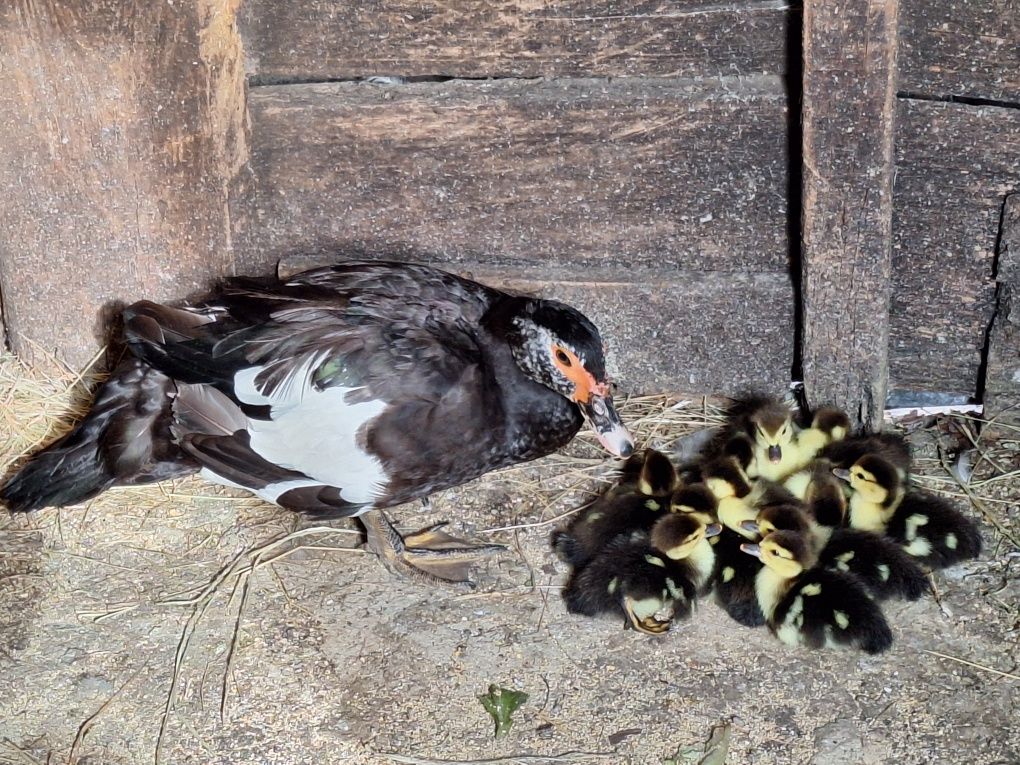 Patos mudos novos