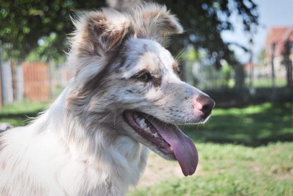 Zapowiedz miotu border collie