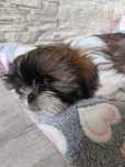 Shih Tzu 4-ro pokoleniowy rodowód (Edek)