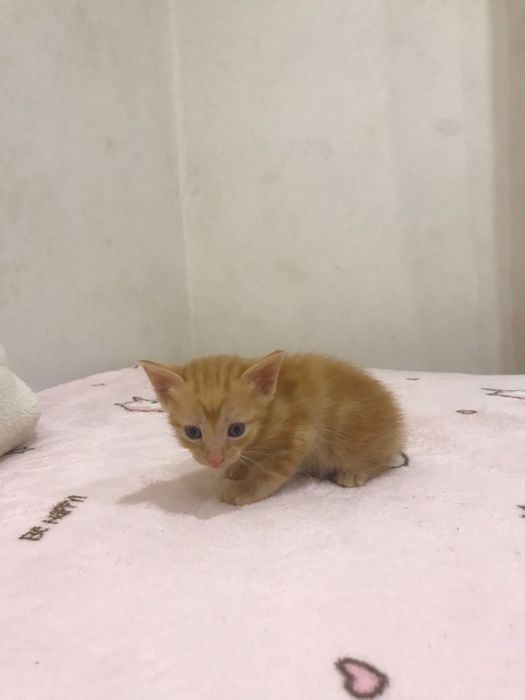 Bombom - gatinho bebe para adoção responsável